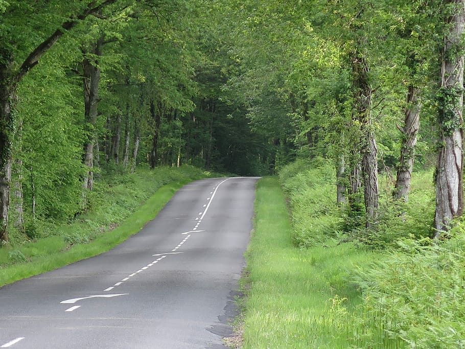 road forest