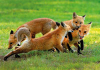 foxes c
