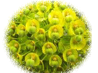Ἡ φύση μᾶς διδάσκει